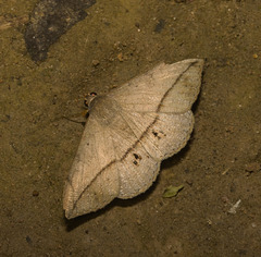 IMG 2819 Moth-1 IMG 2819 Moth-1
