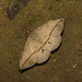 IMG 2819 Moth-1