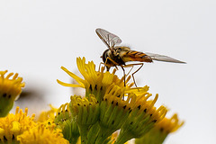 20140714 3926VRMw [D~LIP] Hainschwebfliege (Episyphus balteatus), [Wander-, Winterschwebfliege], UWZ, Bad Salzuflen