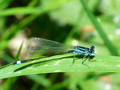 Common Bluetail m (Ischnura elegans) DSC 5544