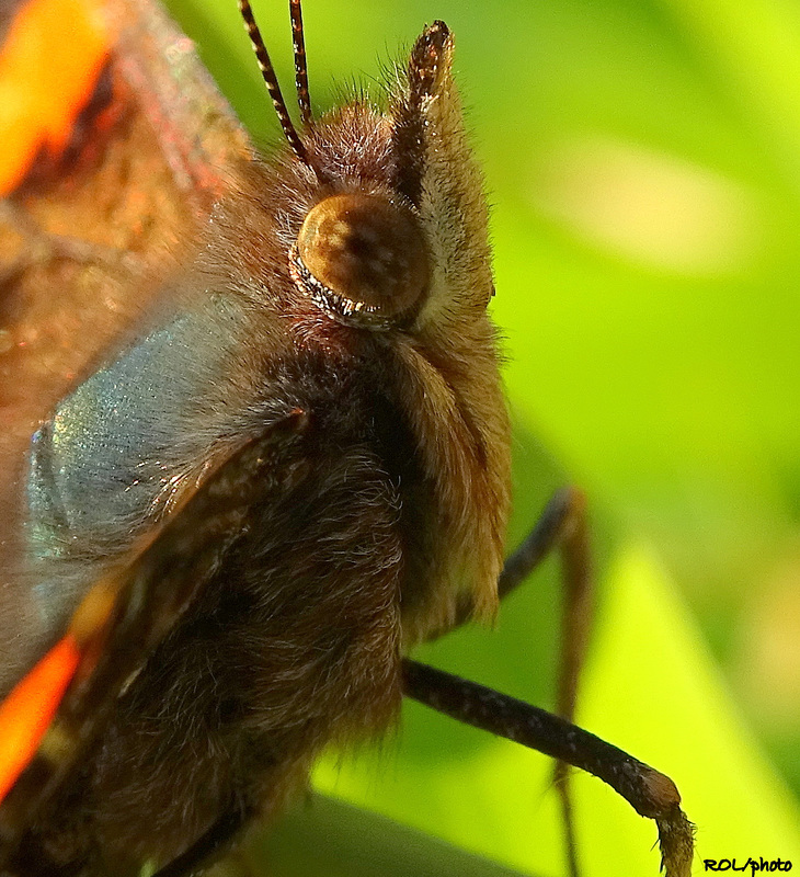 Regard de papillon