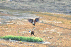 Afrika jakanao ekflugonta. Okavango-Delto
