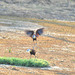 Afrika jakanao ekflugonta. Okavango-Delto
