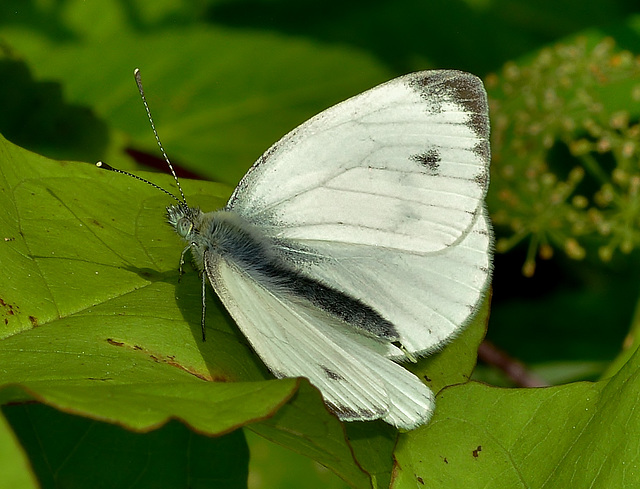 Small White. Pieris rapae