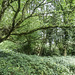 Trees in Farnham Park