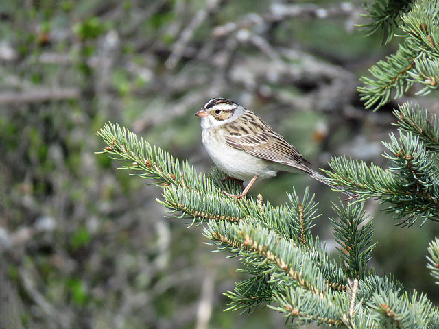 Clay-coloured Sparrow