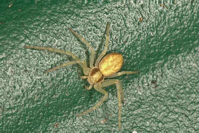 Crab spider EF7A4748