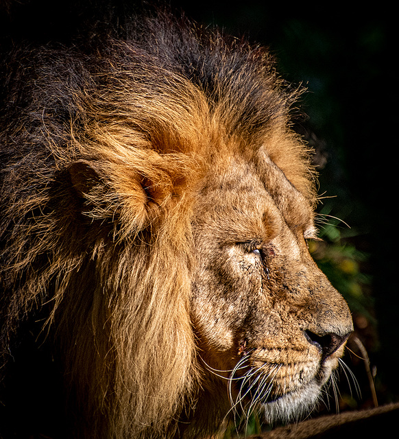 Iblis the Chester Zoo lion