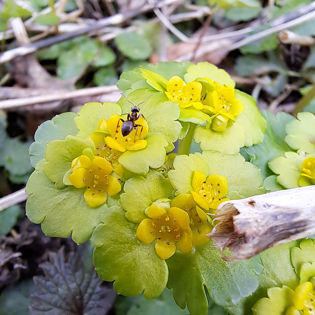 Wechselblättrige Milzkraut (Chrysosplenium alternifolium)