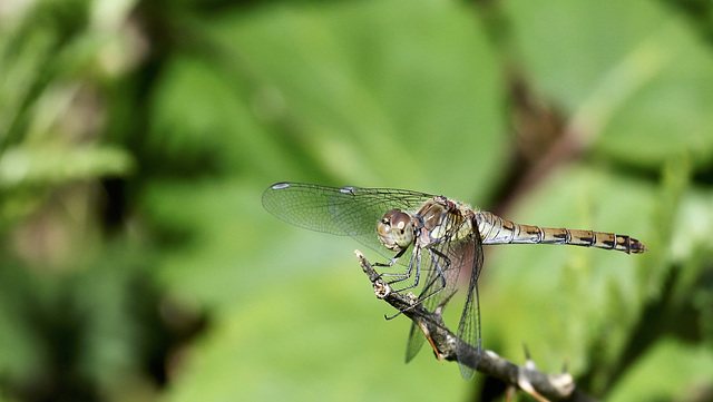 Madame Sympetrum