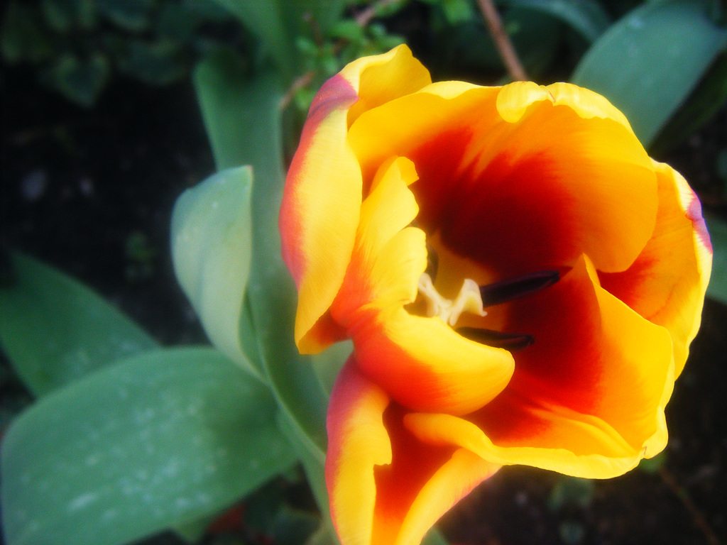 LA DOUCEUR  D UNE FLEUR EST  COMME UNE CARESSE POUR LE COEUR