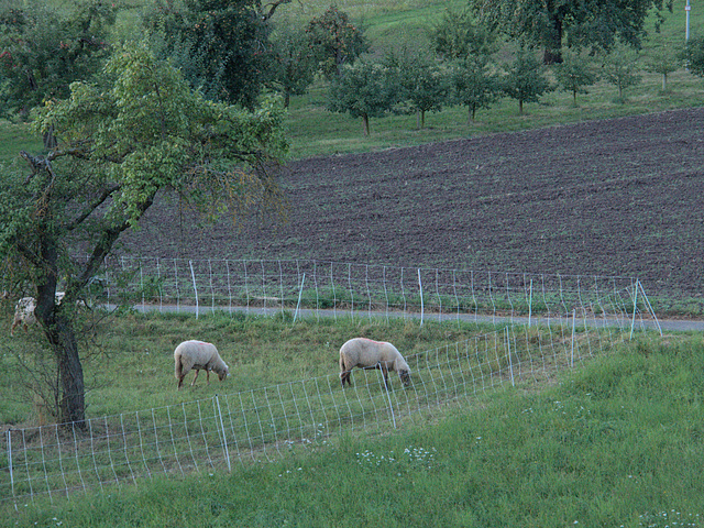 Nachbarinnen (HFF)