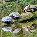 Wild Terrapins (or Turtles)