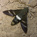 IMG 2818 Moth-1