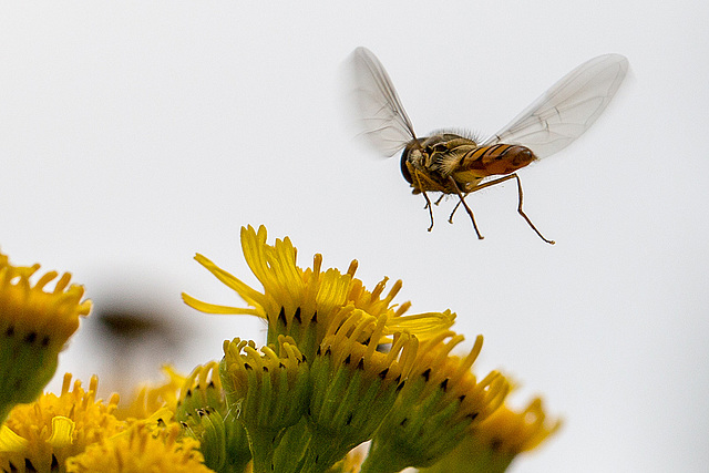 20140714 3925VRMw [D~LIP] Hainschwebfliege (Episyphus balteatus), [Wander-, Winterschwebfliege], UWZ, Bad Salzuflen