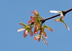 Maple Seeds