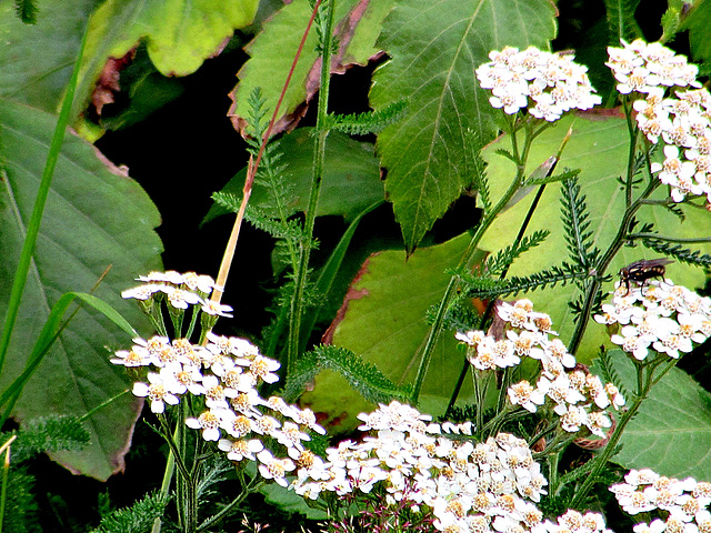 Fly on Queen Anne's Lace Flowers.