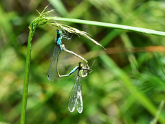 Common Bluetail in cop (Ischnura elegans) DSC 5479