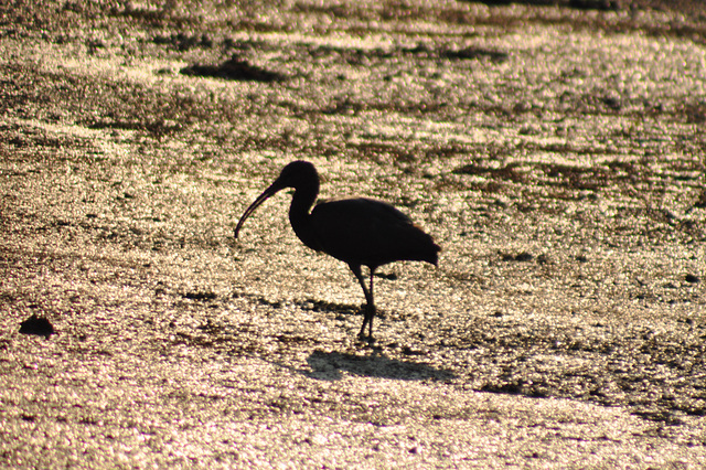 Mustaĉibiso. Okavango-Delto