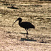 Mustaĉibiso. Okavango-Delto