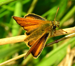 Small Skipper. Thymelicus lineola