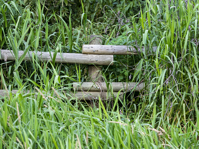 Shy Fence