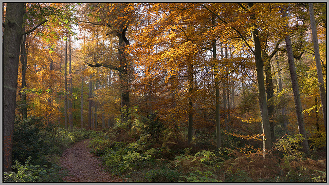 Autumn leaves - Ladybank wood - Eckington.