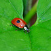 Adalia Bipunctata. Two-spot Ladybird