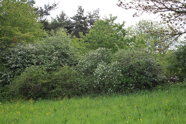 haie avec Viburnum lantana  (1)