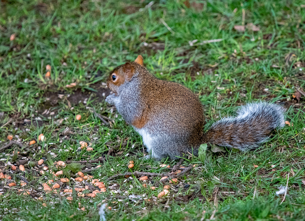 Grey squirrel