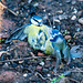 Blue tits fighting