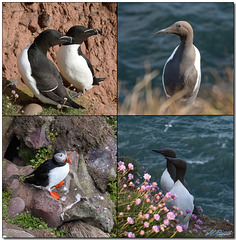 Birds of Crawton Cliffs