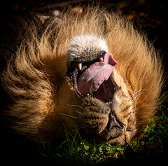 Iblis, he lay on his back and I couldn't resist the unusual lion photo.