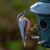 Nuthatch16