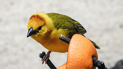 20200301 6530CPw [D~MS] Genickbandweber (Ploceus castaneiceps), Zoo,  Münster