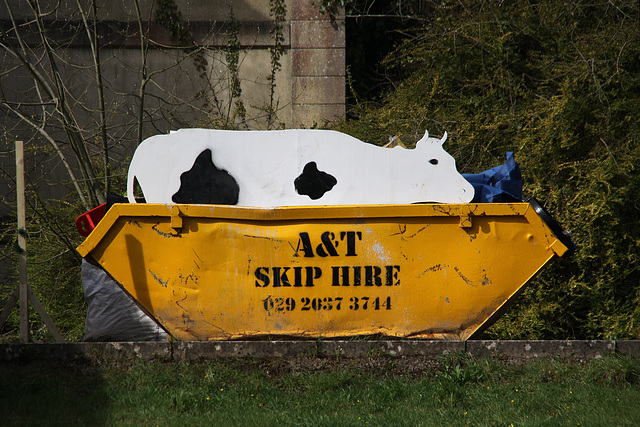 Cow in a skip