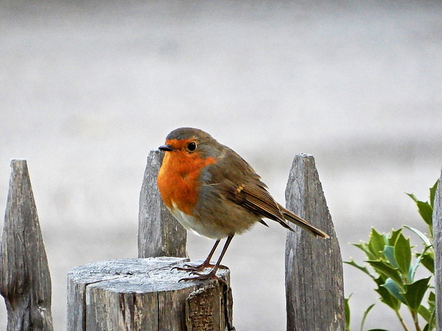 le Robin le retour