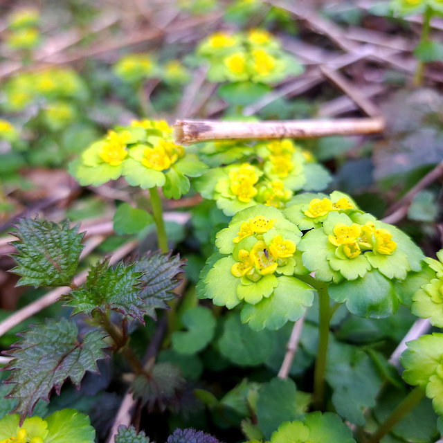 Wechselblättrige Milzkraut (Chrysosplenium alternifolium)