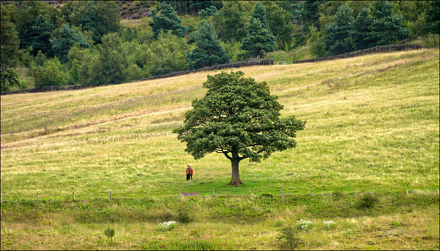 Herbs  Tree