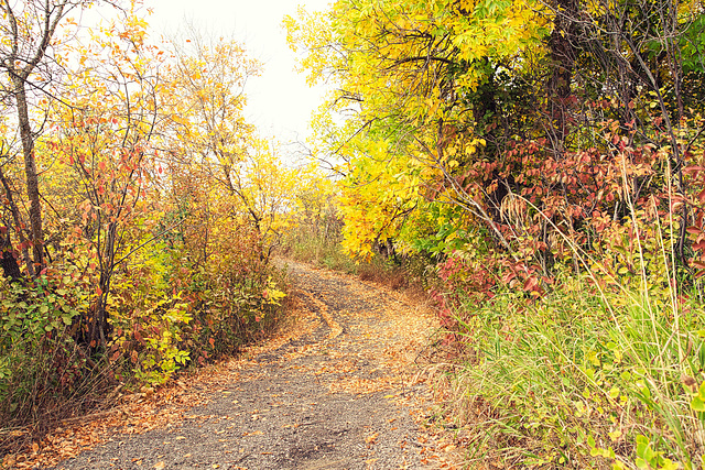 Autumnal trail