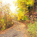 Autumnal trail