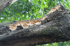 Spreading fungus