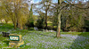 Crocus carpet by the Derwent