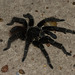 IMG 2822 Tarantula-2