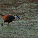 Afrika jakanao. Okavango-Delto