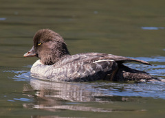 Barrow's Goldeneye