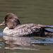 Barrow's Goldeneye