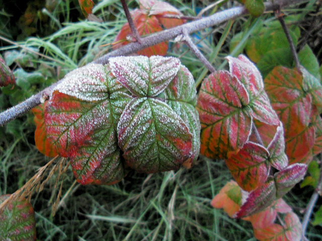 Frosty morning