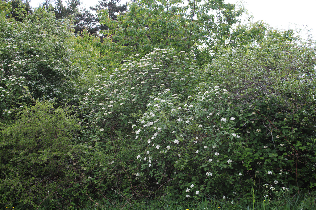 haie avec Viburnum lantana  (2)