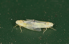 Leafhoppers EF7A4826
